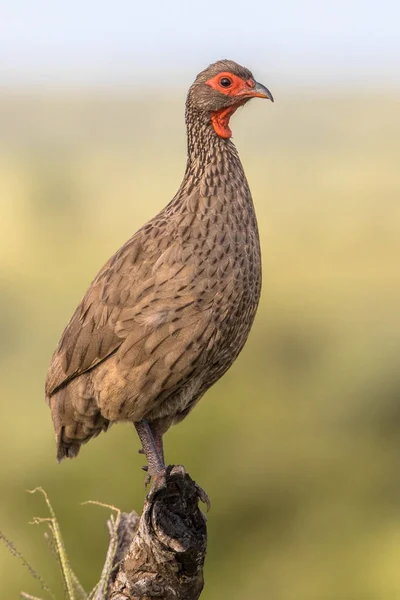 Swainson Van Spurfowl Pternistis Swainsonii Vogel Neergestreken Weergeven Tak Kruger — Stockfoto