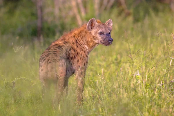 Spotted Hyena Crocuta Crocuta Scavenger Looking Backward Green Grass Morning — Stock Photo, Image