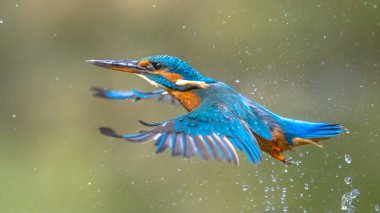 Ortak Avrupa Kingfisher (Alcedo şuna). su yeşil doğal zemin üzerine çıkan sonra uçan nehir kingfisher