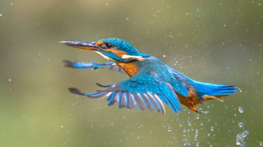Common European Kingfisher (Alcedo atthis).  river kingfisher flying after emerging from water on green natural background clipart