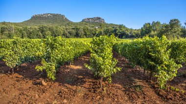 Bağ Cevennes Languedoc Roussillon alan parlak renklerde ve arka planda kayalık mostraları