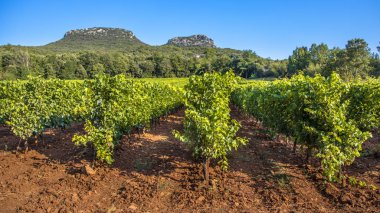 Vineyard in Cevennes Languedoc Roussillon area in bright colors and rocky outcrops in the background clipart