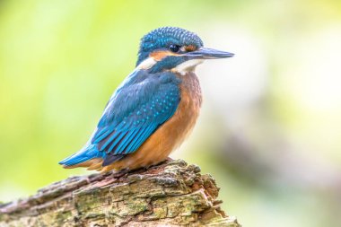 Avrasyalı balıkçı (Alcedo at this) balık bekliyor. Bu kuş Avrupa, Asya ve Kuzey Afrika 'ya dağılmış küçük bir kralbalıkçıdır. Çapının çoğunda ikamet etmektedir ancak kışın nehirlerin donduğu bölgelerden göç eder..