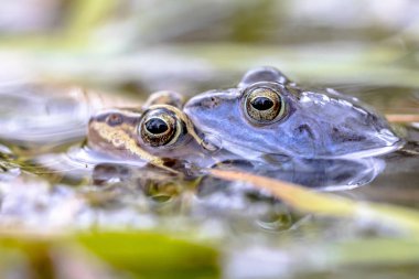 Moor frog (Rana arvalis) couple in amplexus mating position in the reproduction season submersed in water clipart