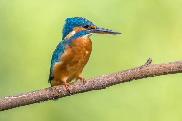 ヨーロッパの一般的なカワセミ Alcedo Atthis が川の上の枝に群がっていて カラフルな背景の魚を探していました このスズメの大きさの鳥はユーラシアと北アフリカに広く分布している — ストック写真