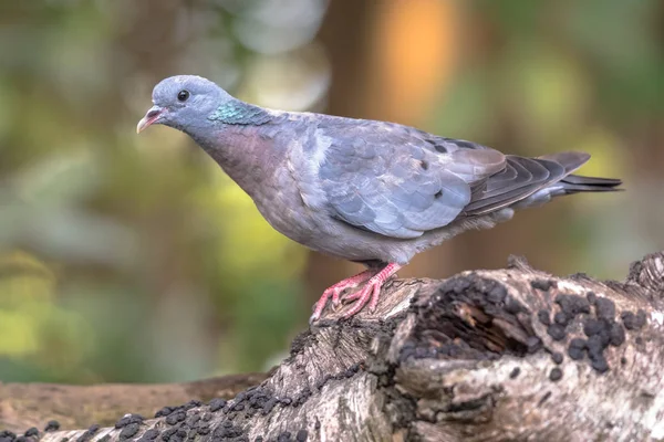 Stocktaube Columba Oenas Thront Auf Baumstämmen Auf Waldhintergrund — Stockfoto