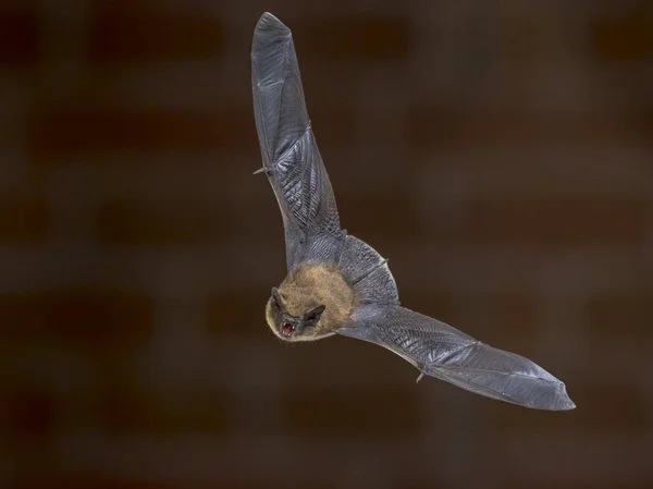 Die Zwergfledermaus Pipistrellus Pipistrellus Hallt Der Dunkelheit Auf Dem Dachboden — Stockfoto