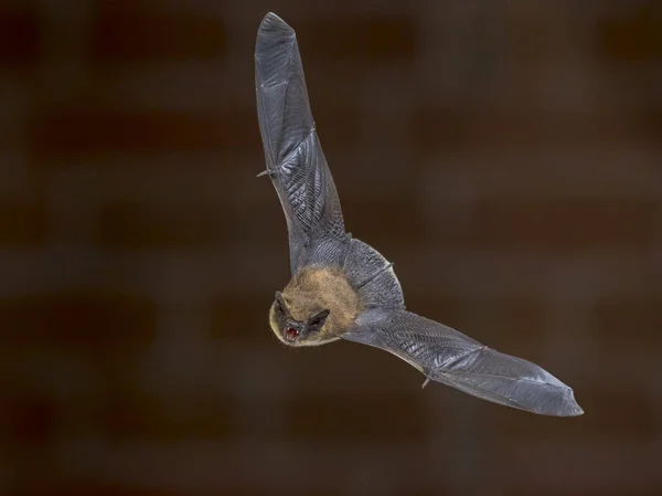 Pipistrelle Morcego Pipistrellus Pipistrellus Ecolocalização Enquanto Voa Sótão Casa Frente — Fotografia de Stock