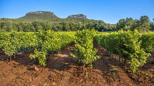Wijngaard Gebied Van Cevennes Languedoc Roussillon Felle Kleuren Rotspartijen Achtergrond — Stockfoto