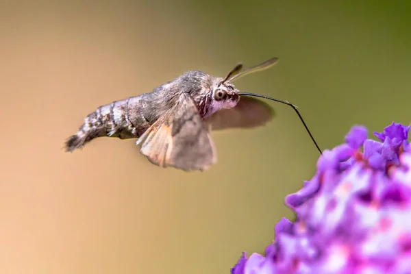 7月的夏季 蜂鸟鹰蛾 Macroglossum Stellatarum 以紫色花朵为食的快速飞舞蝴蝶 — 图库照片