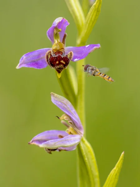 Hoverfly Κοντά Ορχιδέα Μέλισσα Κάτω Δύο Ροζ Λουλούδια Mimicing Humblebee — Φωτογραφία Αρχείου