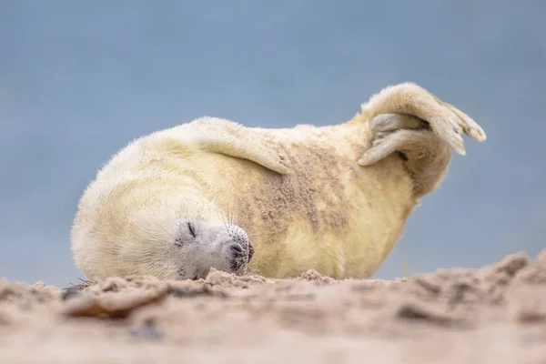 Baby Grey Seal Halichoerus Grypus Puppy Bent Laughter Sand Beach — Stock Photo, Image