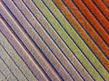 Yukarıdan lale tarlası. Hollanda 'nın Drenthe eyaleti, Beilen yakınlarındaki Ampul tarlalarının hava görüntüsü