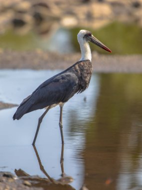 Letaba Kruger Milli Parkı Güney Afrika'da yakınındaki Kumba Nehri'nin sığ suda gölet ve göllerde yünlü boyunlu leylek (Ciconia episcopus)