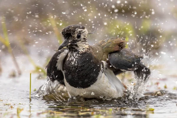 Kiebitz Vanellus Vanellus Vogelwaschen Und Planschen Flachen Wasser Des Feuchtgebiet — Stockfoto