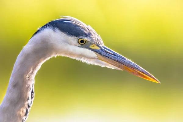 Volavka Popelavá Ardea Cinerea Portrét Brodivý Pták Jídlo Vystouplý Zajímající — Stock fotografie