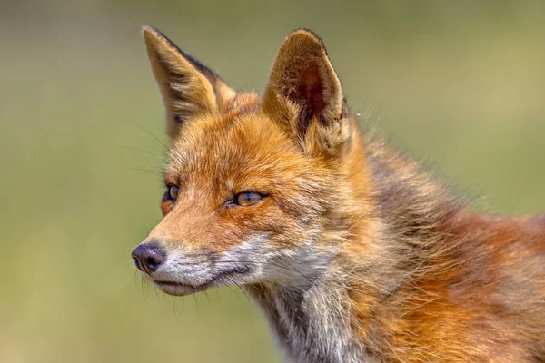 Retrato Zorro Rojo Vulpes Vulpes Con Fondo Verde Brillante Este — Foto de Stock