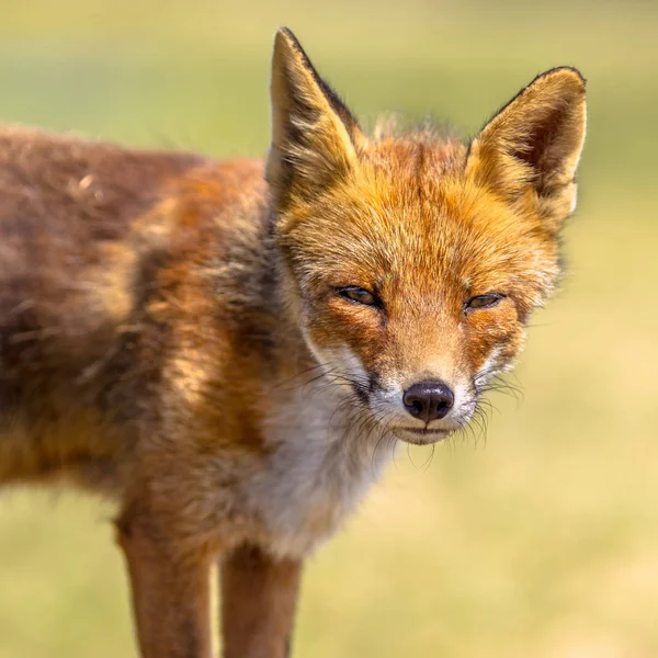 Retrato Zorro Rojo Vulpes Vulpes Con Fondo Verde Brillante Este —  Fotos de Stock