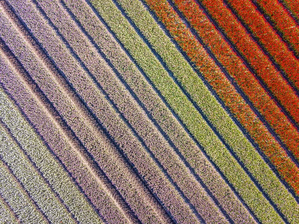 上からチューリップ畑 オランダ ドレンテ州のBeilen近くに位置する春の球根畑の空中ビュー — ストック写真