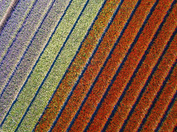 Campo Tulipa Cima Vista Aérea Dos Campos Lâmpadas Primavera Localizada — Fotografia de Stock
