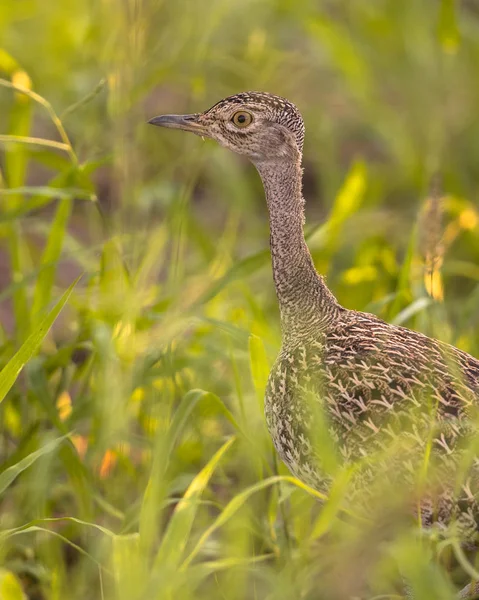 Vörös Tarajú Korhaan Lophotis Ruficrista Hosszú Füvön Sétál Kruger Nemzeti — Stock Fotó