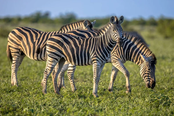 Three Common Zebras Equus Quagga Foraging Bushveld Savanna Kruger National — Stock Photo, Image