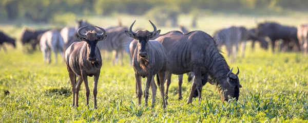 Common Blue Wildebeest Nebo Ostružiní Gnu Connochaetes Taurinus Stádo Pasoucí — Stock fotografie