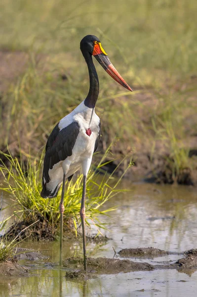 Eyer Gagalı Leylek Ephippiorhynchus Senegalensis Gölet Göllerde Çamurlu Birikintisi Kruger — Stok fotoğraf