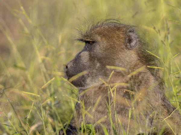 Çim Tohumları Kruger Milli Parkı Güney Afrika Besleme Chacma Maymun — Stok fotoğraf