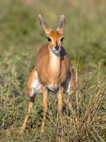 Самка Steenbok Raphicerus Campestris Дефецирующая Зеленой Саванне Национального Парка Крюгера — стоковое фото