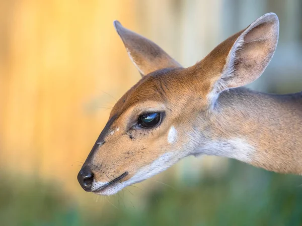 Retrato Veado Antilope Bushbuck Tragelaphus Sylvaticus Com Orelhas Grandes Olhos — Fotografia de Stock