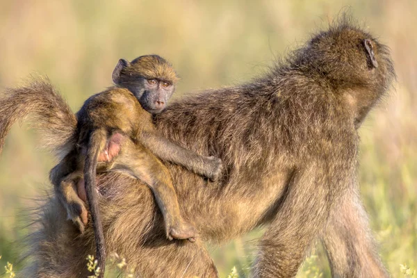 Chacma Babuíno Papio Ursinus Mãe Com Criança Pequena Andando Volta — Fotografia de Stock