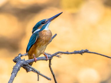 Avrupa Nehri parlak arka plan üzerinde yukarıda bir çubuk üzerinde tünemiş Kingfisher (Alcedo şuna). Bu serçe boyutlu kuş mavi üst parçaları, turuncu alt parçaları ve bir uzun gagası vardır.