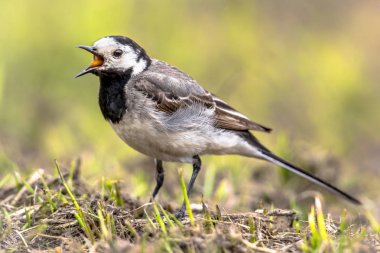 Beyaz kuyruksallayan (Motacilla alba) kuş yeme böcek Belçika kırsalında tarım arazileri üzerinde.