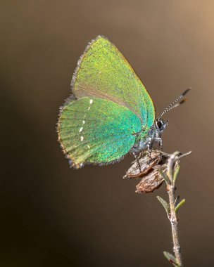 Yeşil saç çizgisi (Callophrys rubi) kahverengi arka planlı çalıların üzerinde dinlenen kelebek