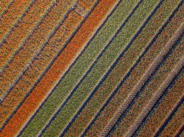 Yukarıdan lale tarlası. Hollanda 'nın Drenthe eyaleti, Beilen yakınlarındaki Ampul tarlalarının hava görüntüsü