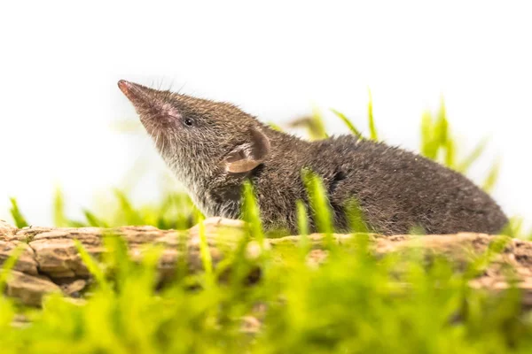 Większa Myszaty Crocidura Russula Wskazując Jego Nosa Powietrzu Zielonej Trawie — Zdjęcie stockowe