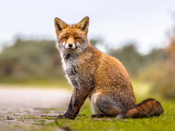 Evropská Fox Vulpes Vulpes Sedí Trávě Při Pohledu Fotoaparát — Stock fotografie