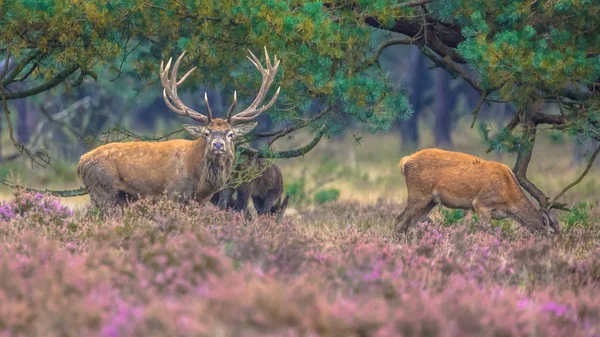 荷兰国家公园 Hpe Veruwe 的荒原强壮雄性与雌性红鹿 Cerus Elaphus — 图库照片