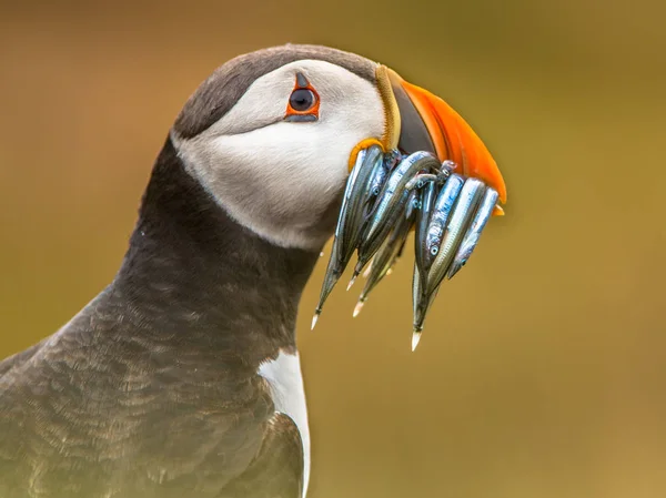 Puffin Portrait Fratercula Arctica Com Beek Cheio Galeotas Caminho Toca — Fotografia de Stock