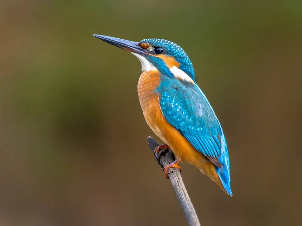 川と魚の狩猟の上棒の上に腰掛けて欧州カワセミ カワセミ このスズメほどの大きさの鳥が 典型的な短い尾 大きな頭のカワセミ プロファイル青い切り羽 オレンジ色の腹部と長いくちばしをもってください — ストック写真