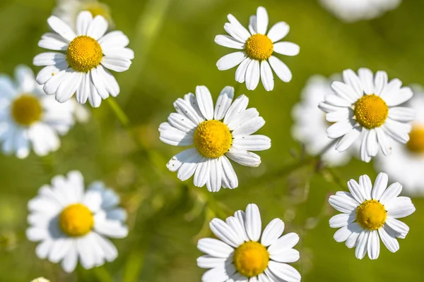 Chamomile Matricaria Chamomilla Flowers Blooming Field Green Background — Stock Photo, Image