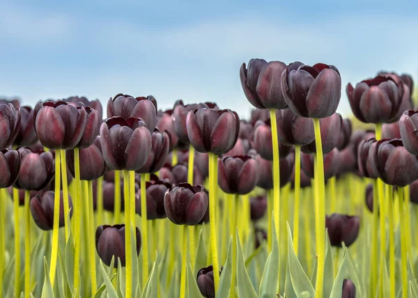 Black Tulip field closeup scene in bright colors. Netherlands