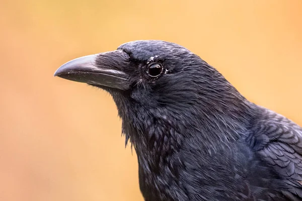 Vrána Corvus Corone Černý Pták Portrét Světlé Pozadí Při Pohledu — Stock fotografie