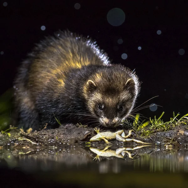 Tchórz Mustela Putorius Łup Zielona Żaba Pelophylax Esculentus Deszczowa Warunkach — Zdjęcie stockowe