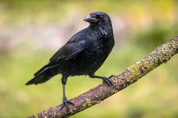 Vrána Corvus Corone Černý Pták Sedí Větvi Při Pohledu Fotoaparát — Stock fotografie