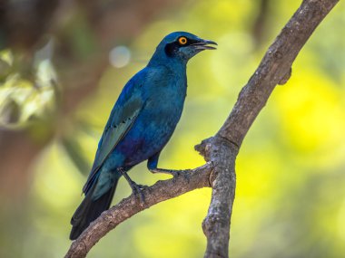 Büyük Mavi kulaklı Starling