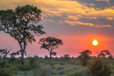 Savanna düz üzerinde Afrika güneş