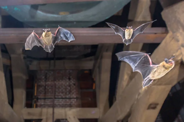 Tres murciélagos pipistrelle voladores en la torre de la iglesia — Foto de Stock