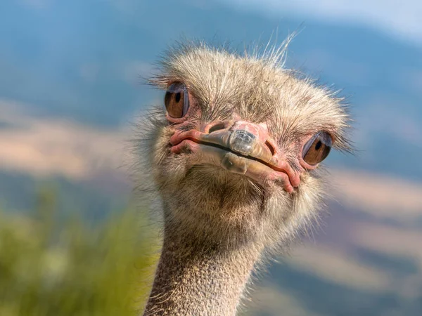 Potrait of an Ostrich diagonal — Stock Photo, Image